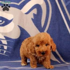Urvan, Mini Goldendoodle Puppy